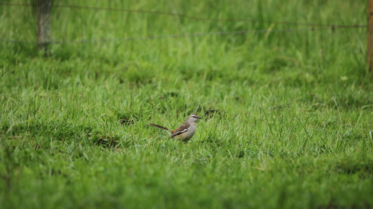 White-banded Mockingbird - ML644161026