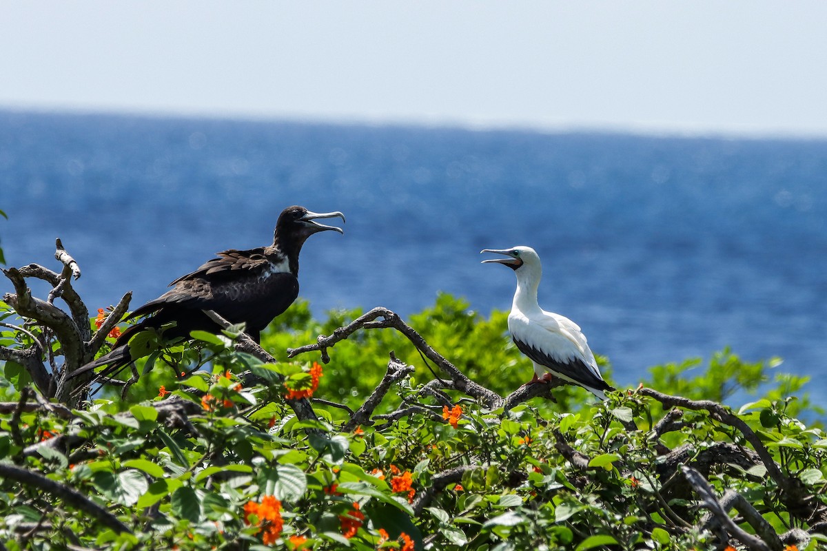 Red-footed Booby - ML644161037