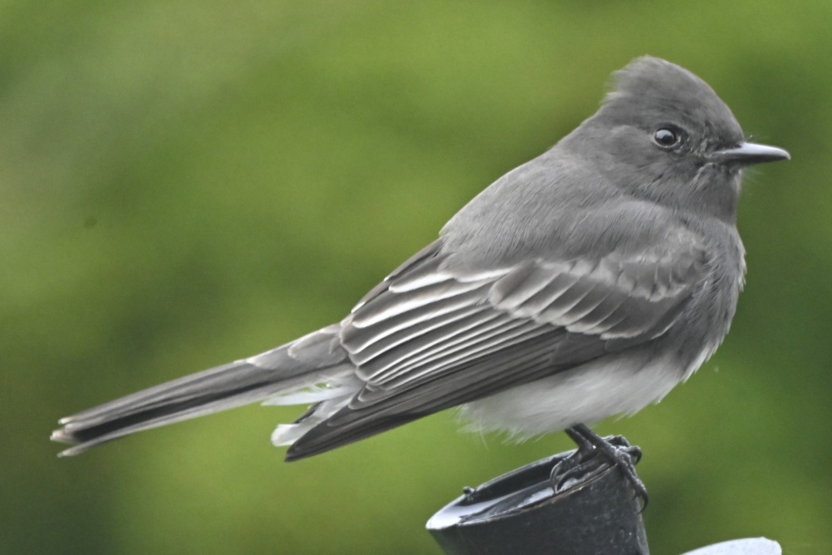 Black Phoebe - ML644161045