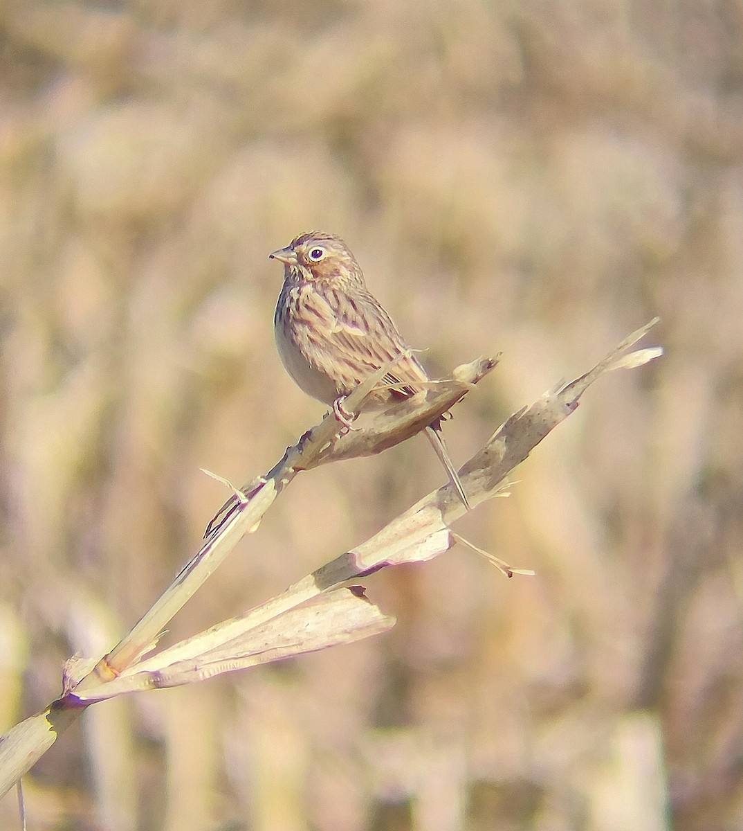Vesper Sparrow - ML644161047