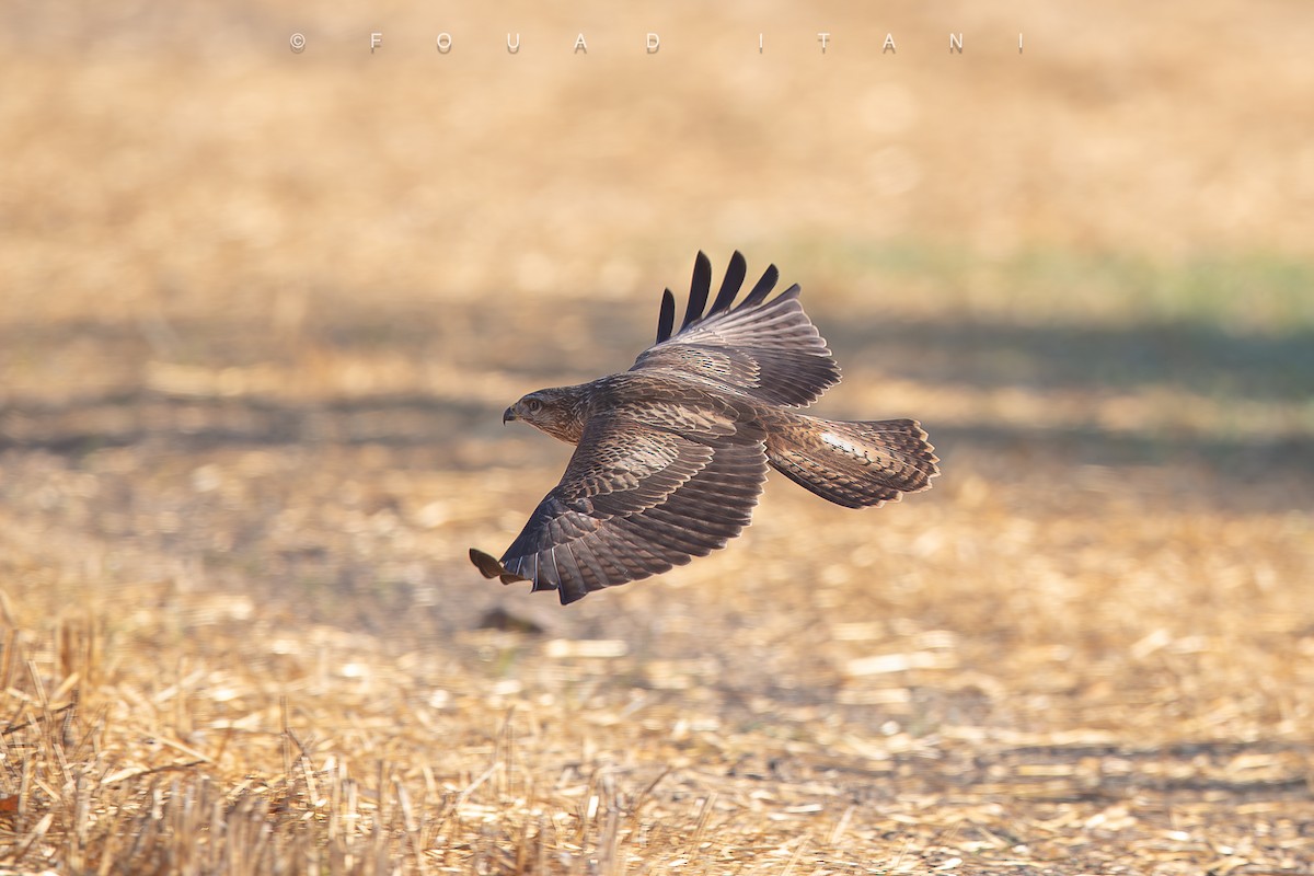 Common Buzzard - ML644161049