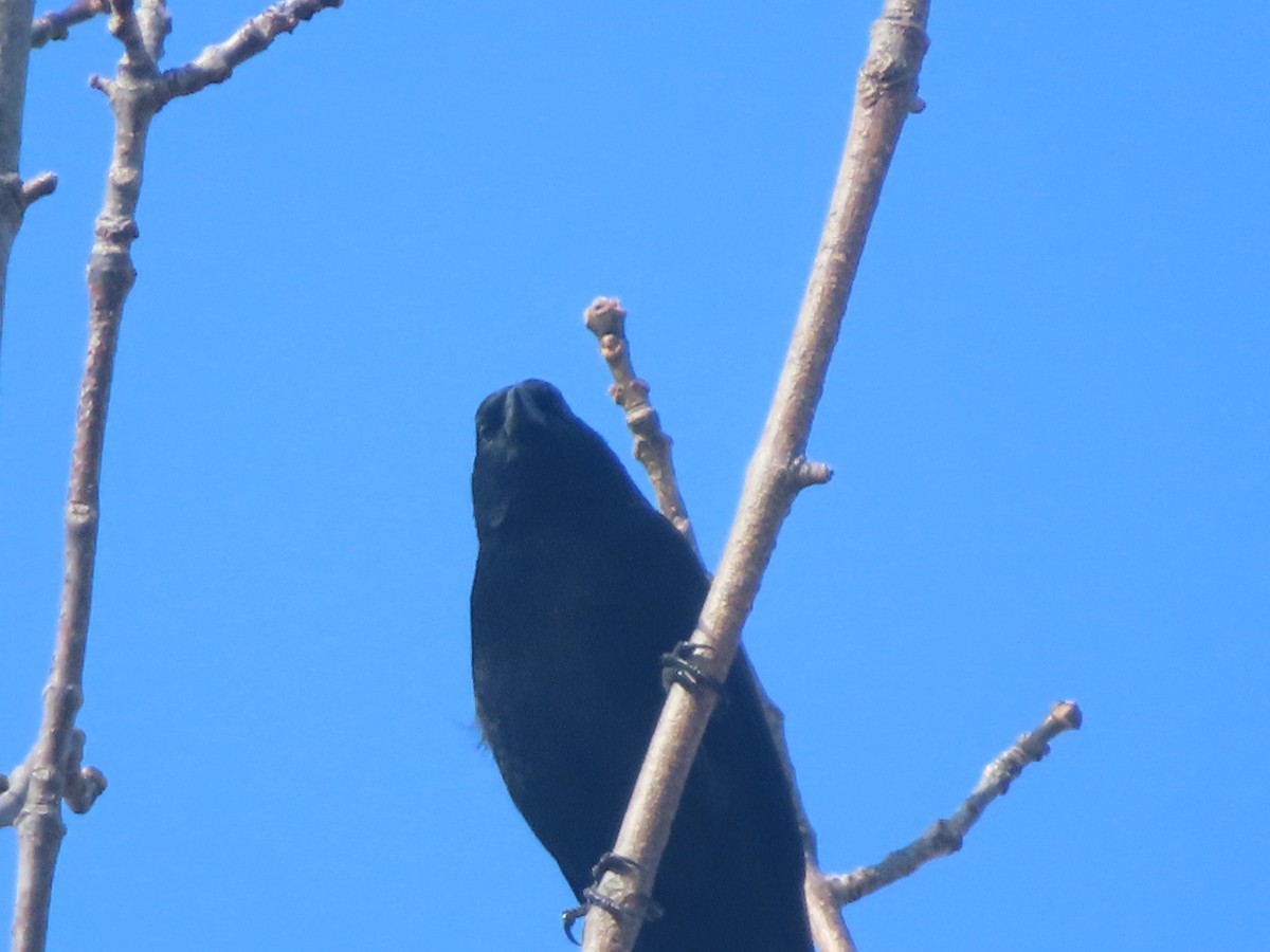 Red-winged Blackbird - ML644161051