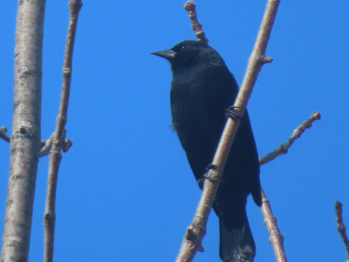 Red-winged Blackbird - ML644161052