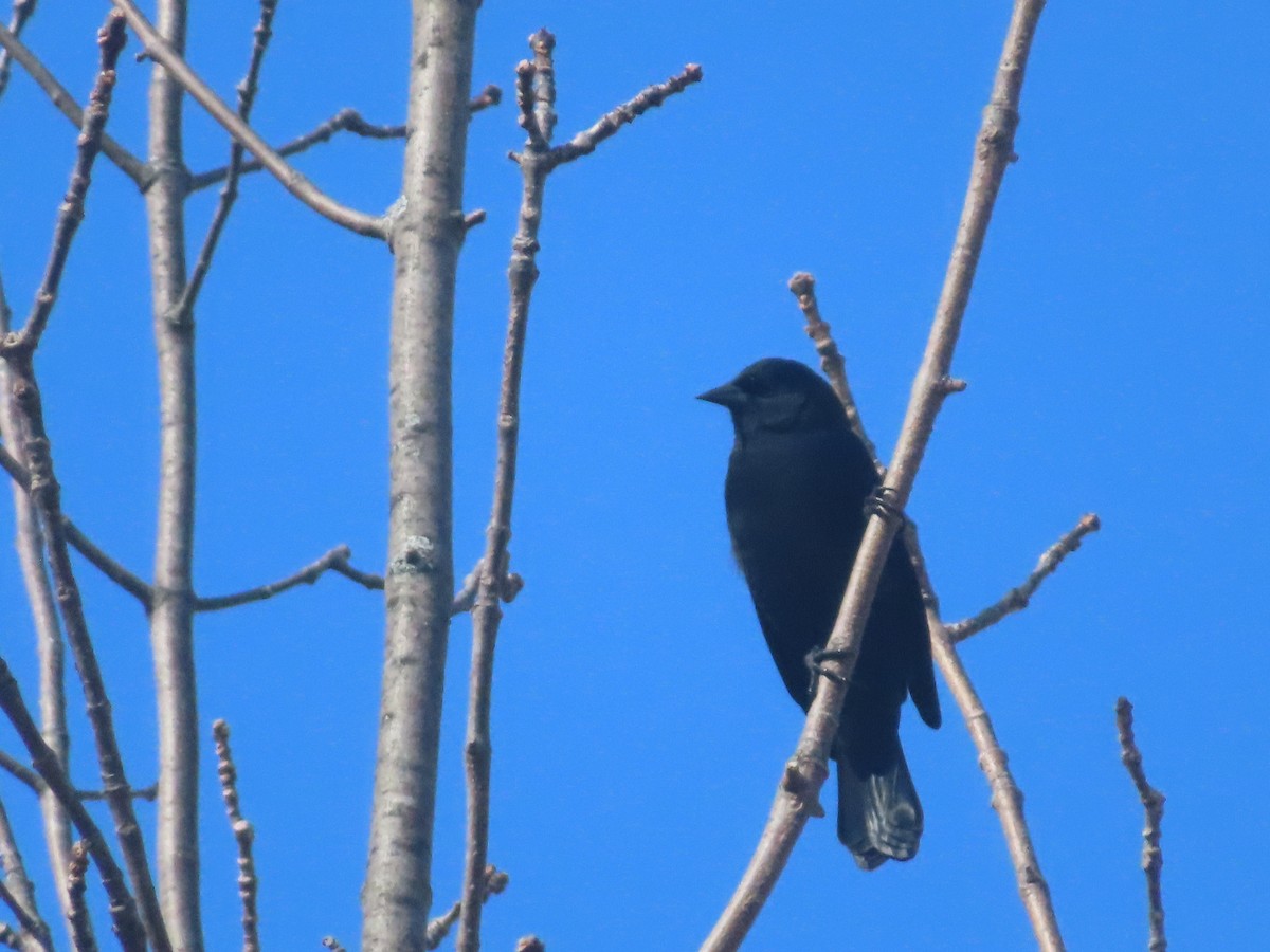 Red-winged Blackbird - ML644161053