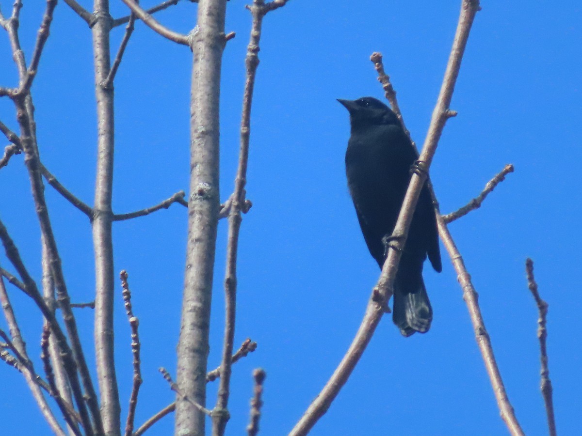 Red-winged Blackbird - ML644161054