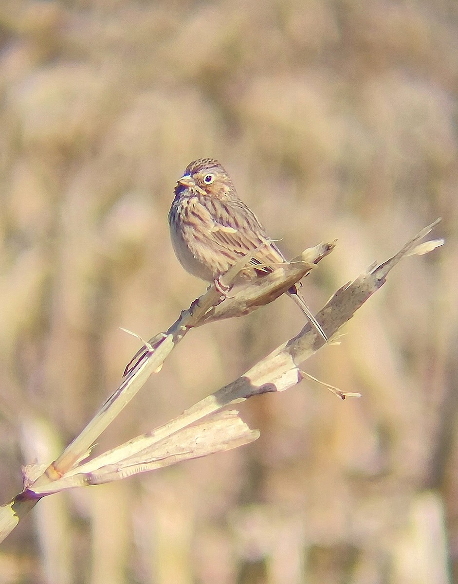 Vesper Sparrow - ML644161055