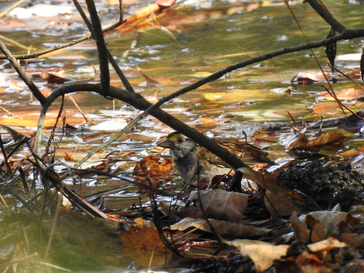 White-throated Sparrow - ML644161056