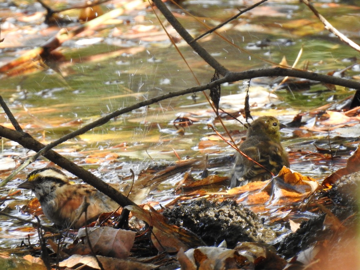 White-throated Sparrow - ML644161057