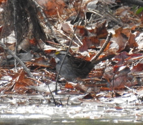 White-throated Sparrow - ML644161058
