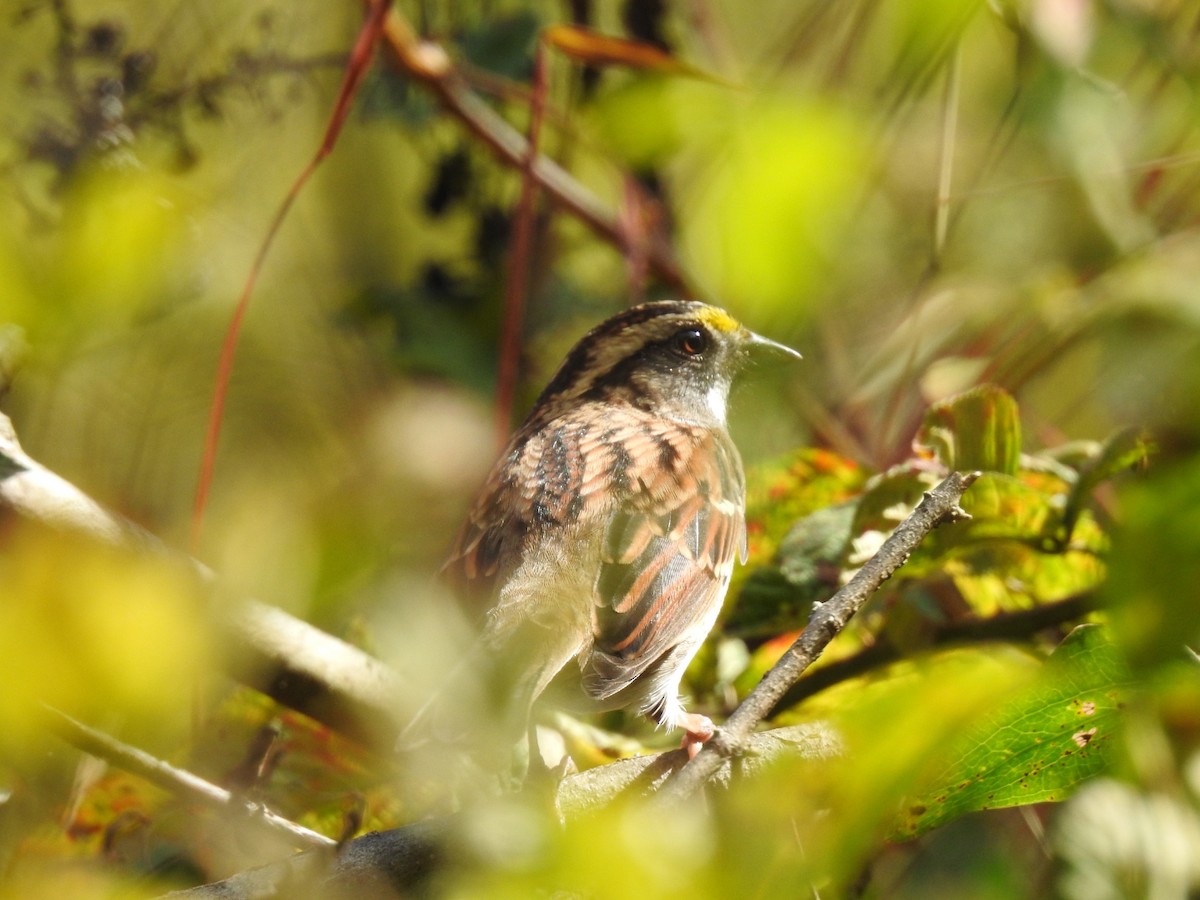 White-throated Sparrow - ML644161059