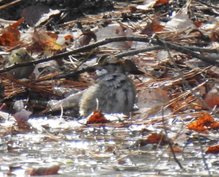 White-throated Sparrow - ML644161060