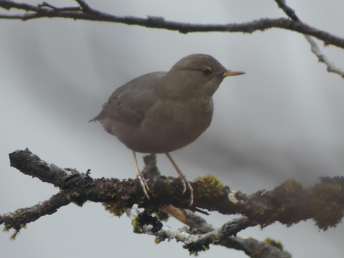 American Dipper - ML644161062