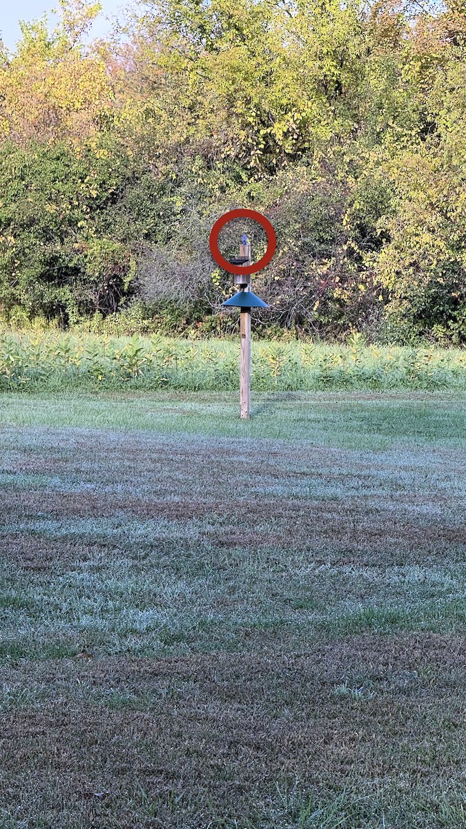 Eastern Bluebird - ML644161075