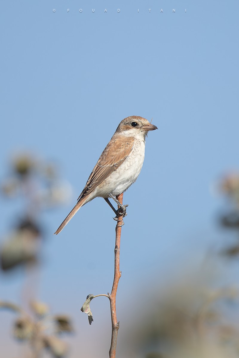 Red-backed Shrike - ML644161078