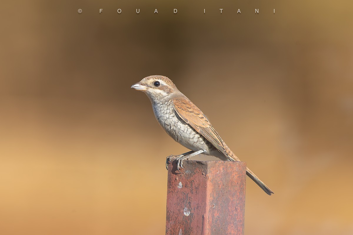 Red-backed Shrike - ML644161079