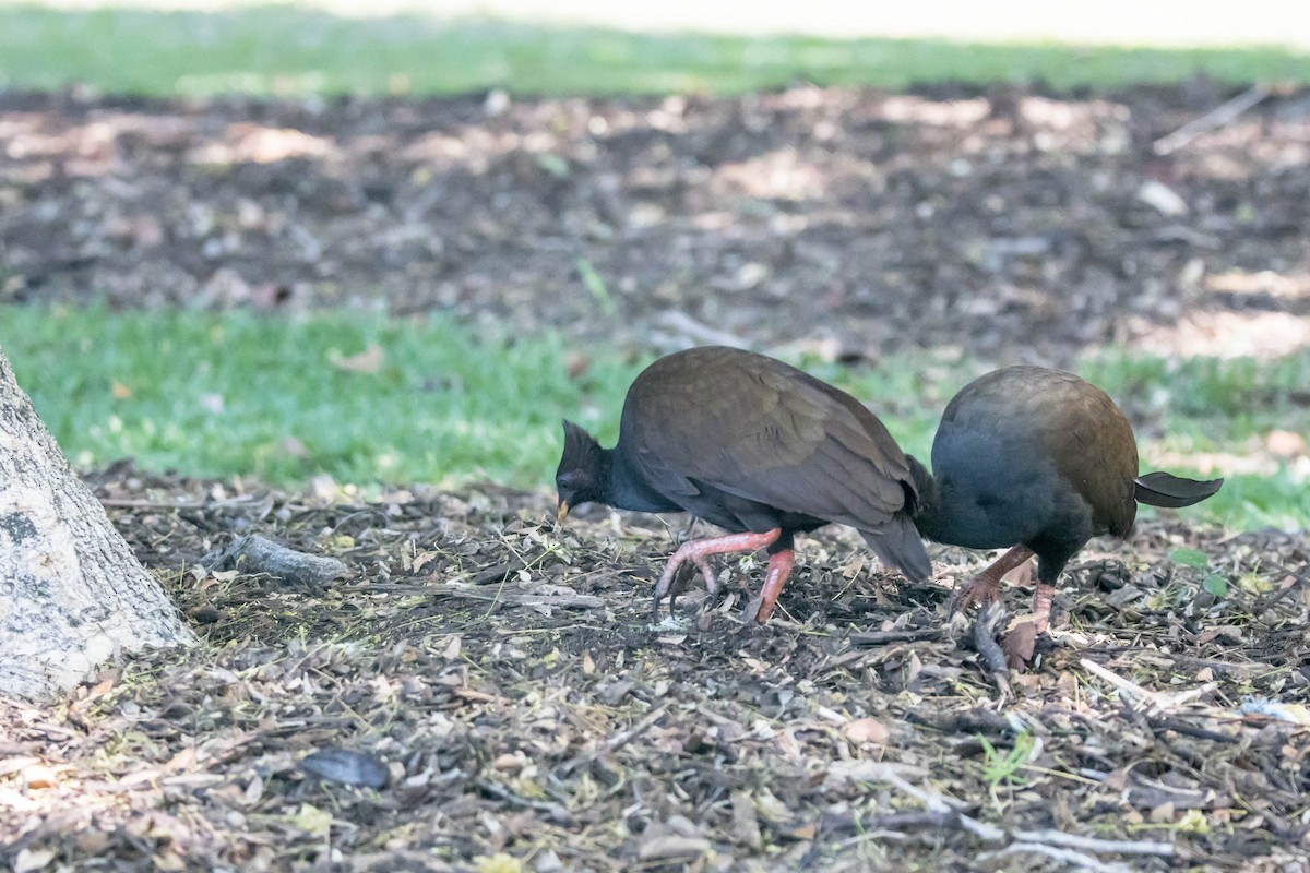 Orange-footed Megapode - ML644161087