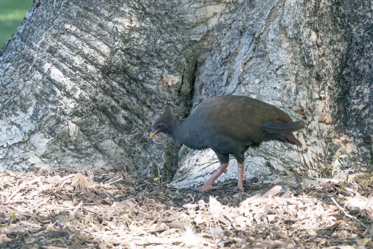 Orange-footed Megapode - ML644161088