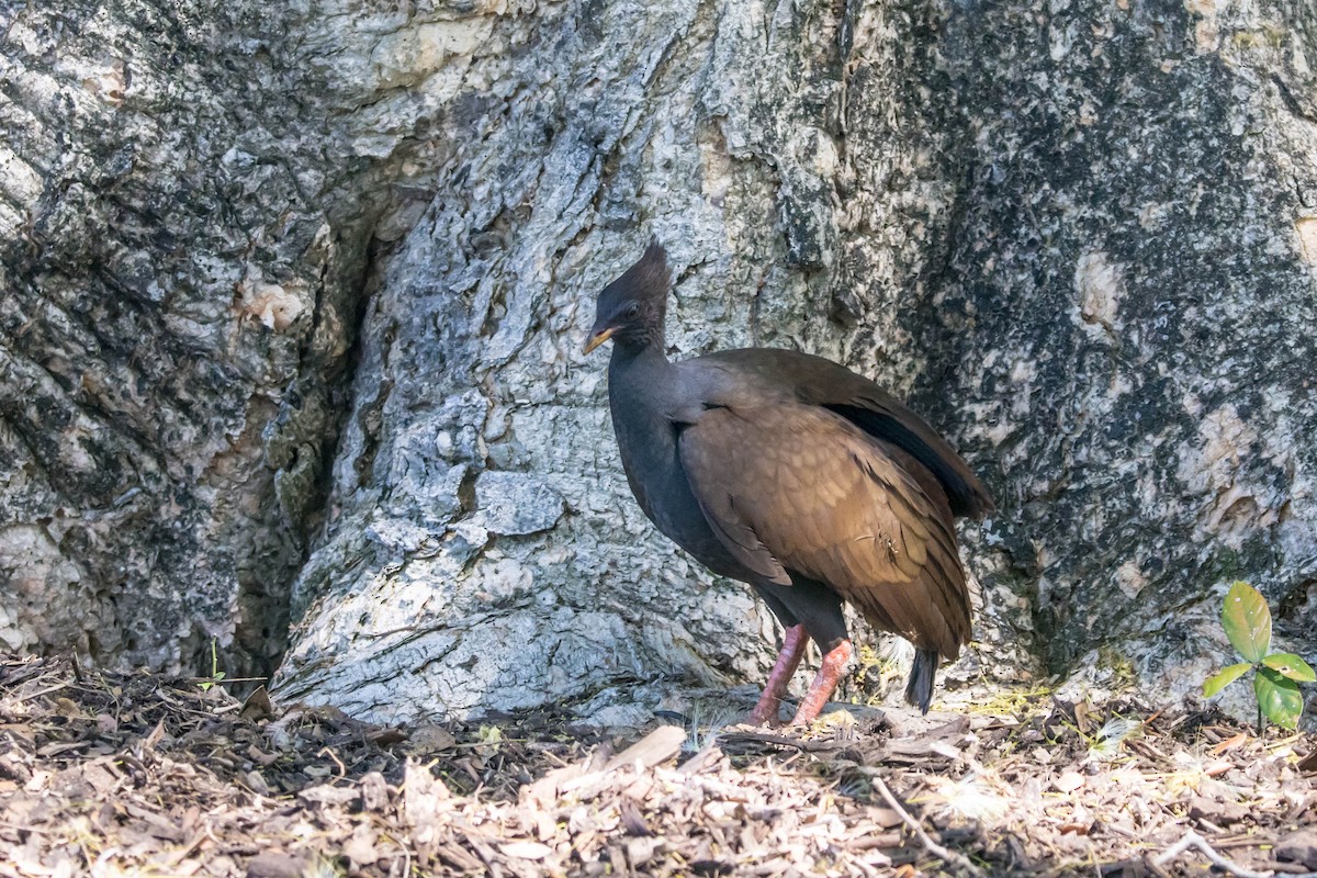Orange-footed Megapode - ML644161089