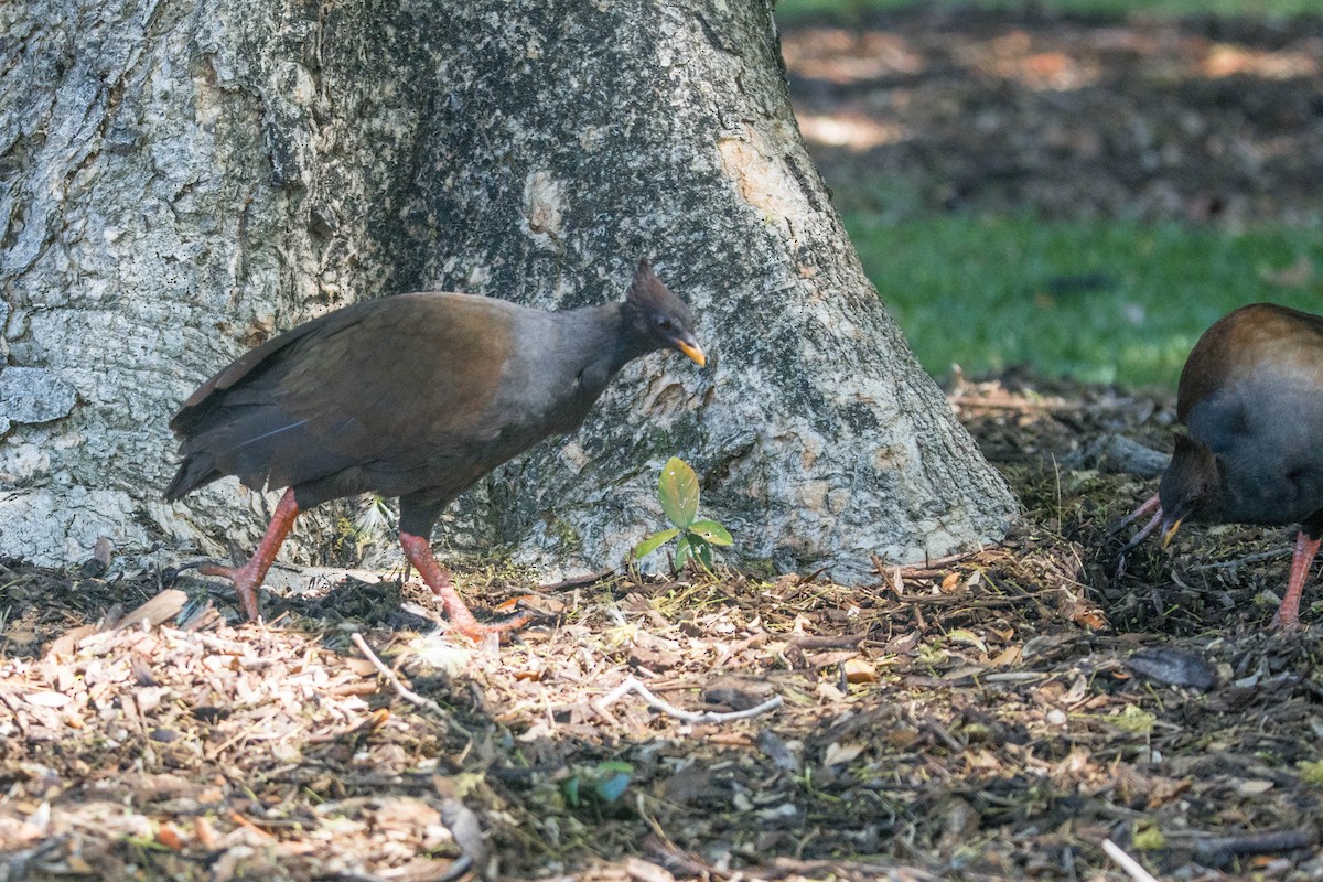Orange-footed Megapode - ML644161090