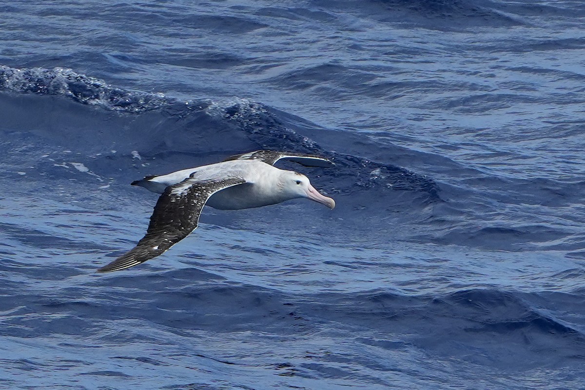 Snowy/Tristan/Antipodean Albatross - ML644161093
