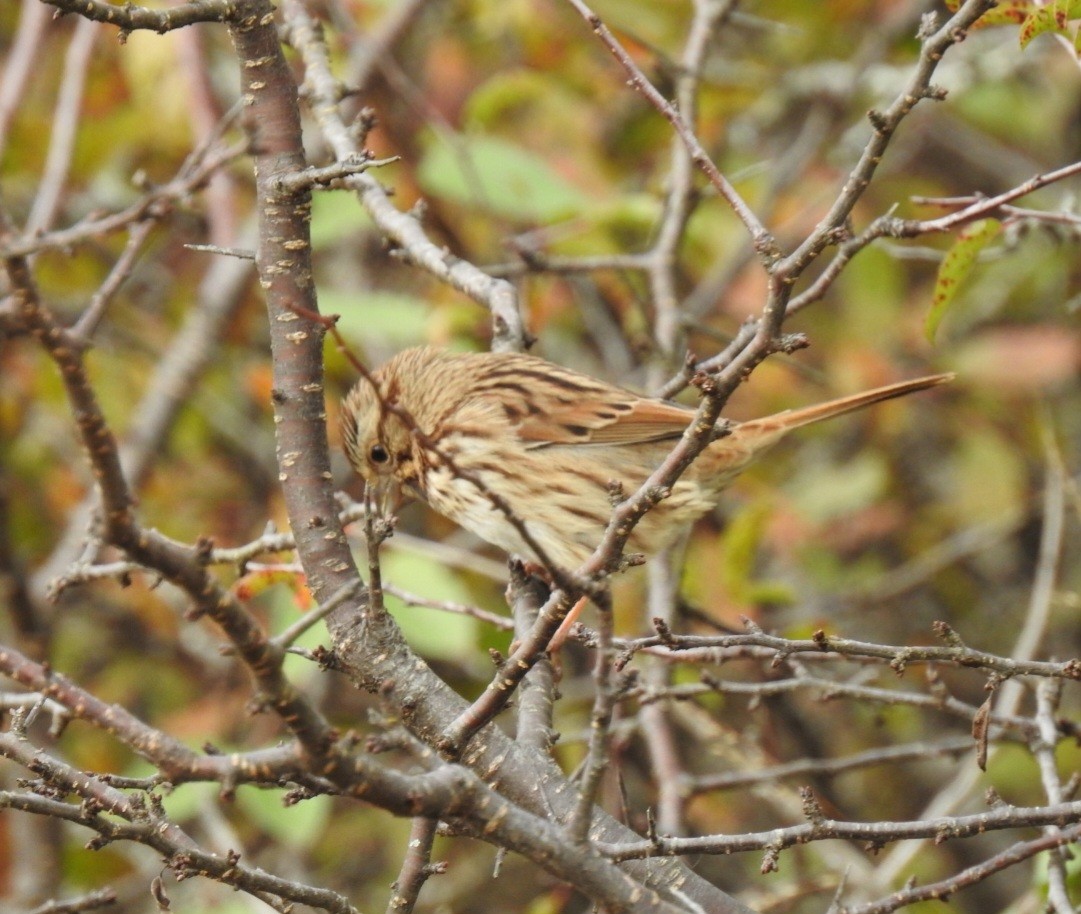 Chingolo Cantor - ML644161095