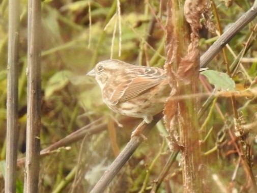 Chingolo Cantor - ML644161096