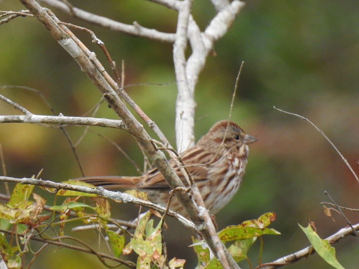 Chingolo Cantor - ML644161097