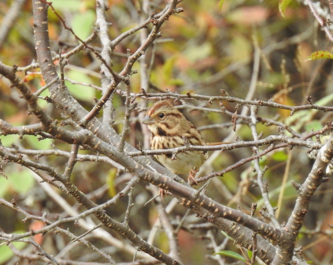 Chingolo Cantor - ML644161098