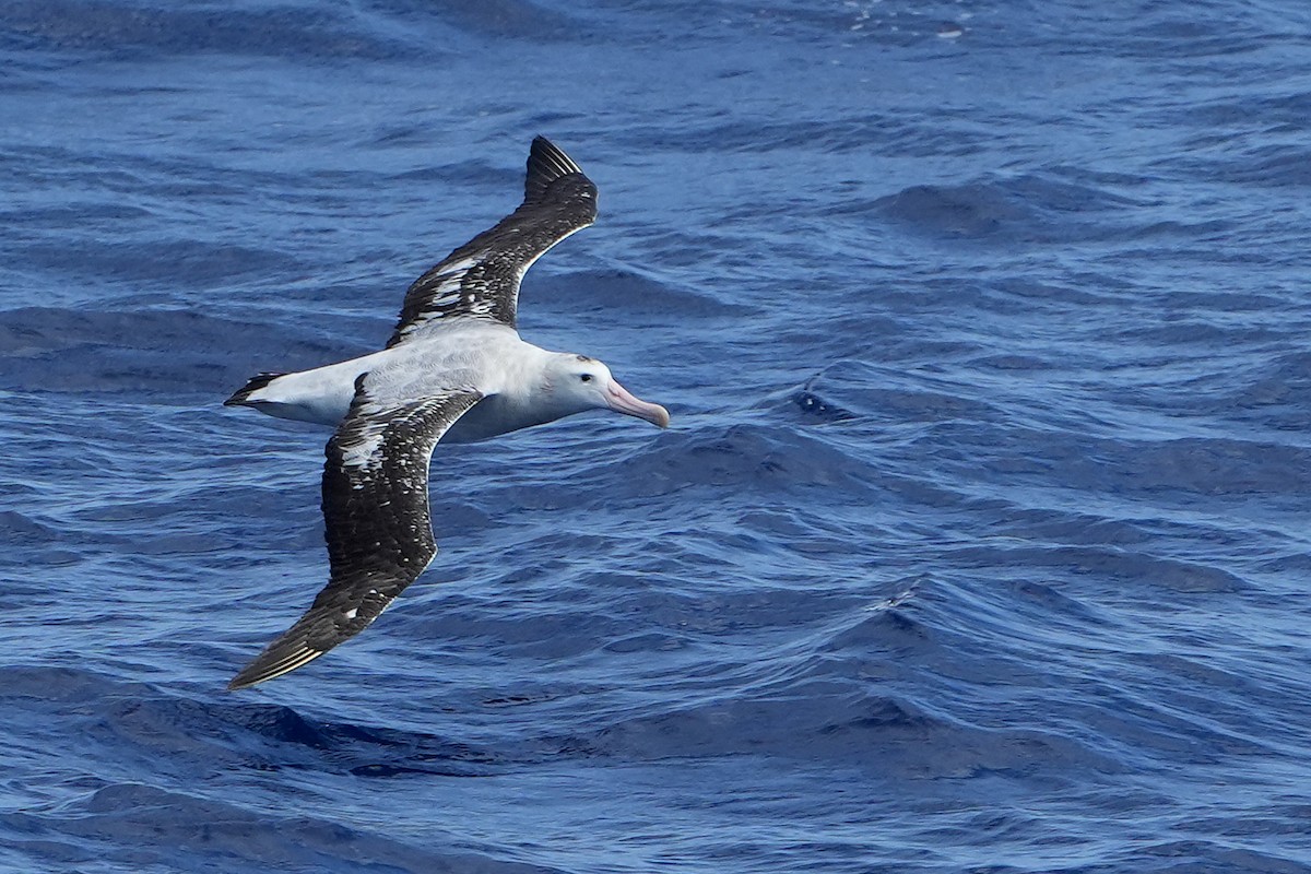 Snowy/Tristan/Antipodean Albatross - ML644161099