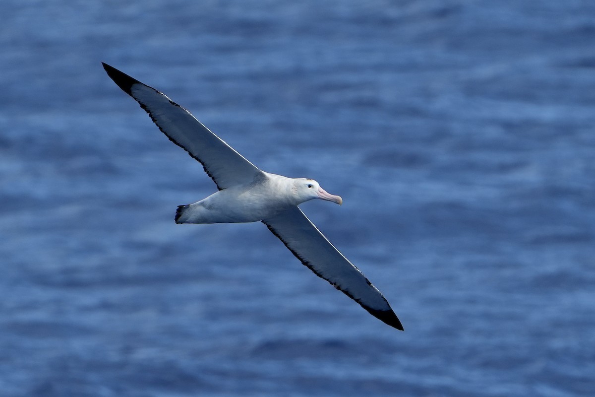 Snowy/Tristan/Antipodean Albatross - ML644161100