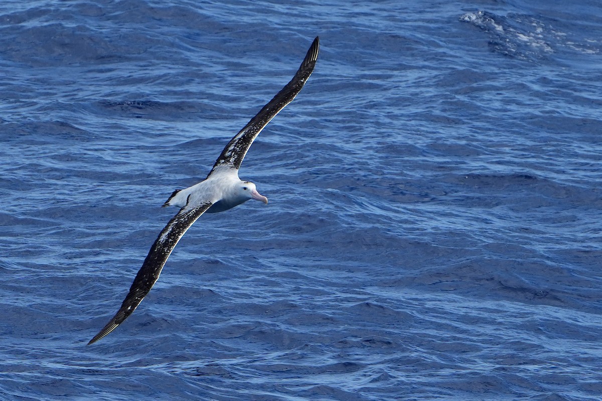 Snowy/Tristan/Antipodean Albatross - ML644161102