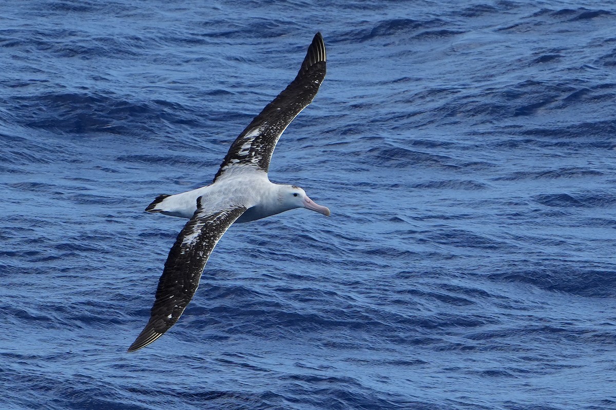 Snowy/Tristan/Antipodean Albatross - ML644161103