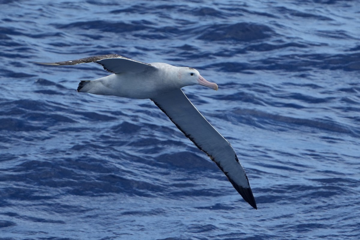 Snowy/Tristan/Antipodean Albatross - ML644161104