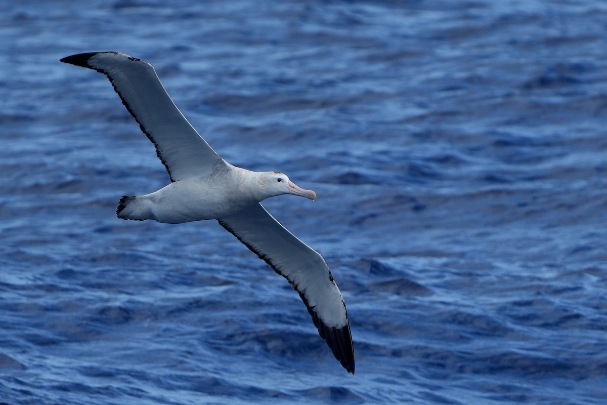 Snowy/Tristan/Antipodean Albatross - ML644161105
