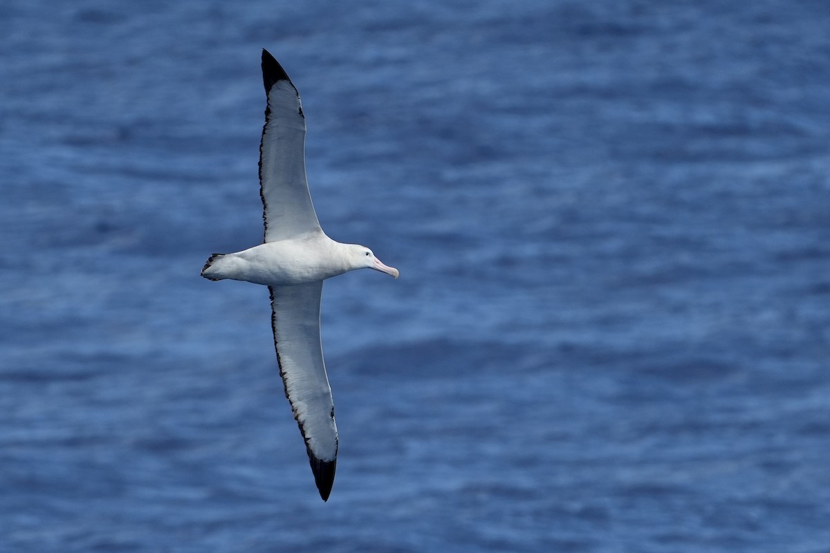 Snowy/Tristan/Antipodean Albatross - ML644161106
