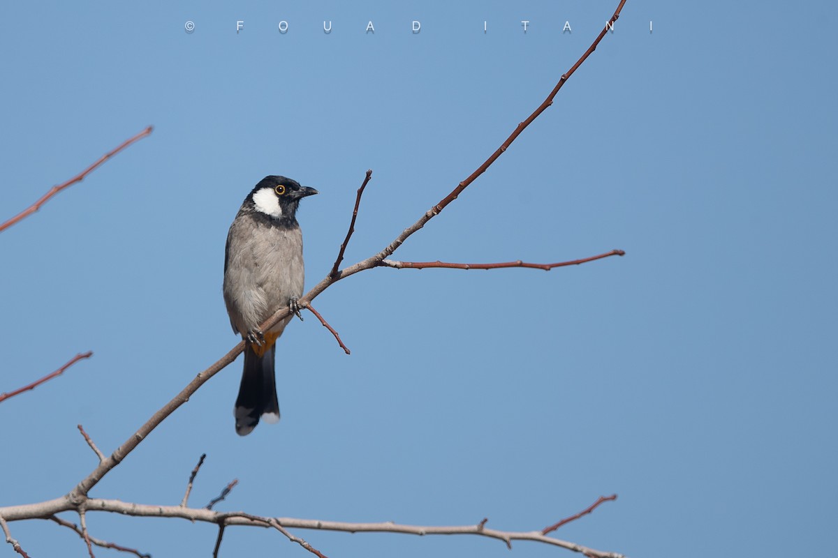 シロミミヒヨドリ - ML644161107