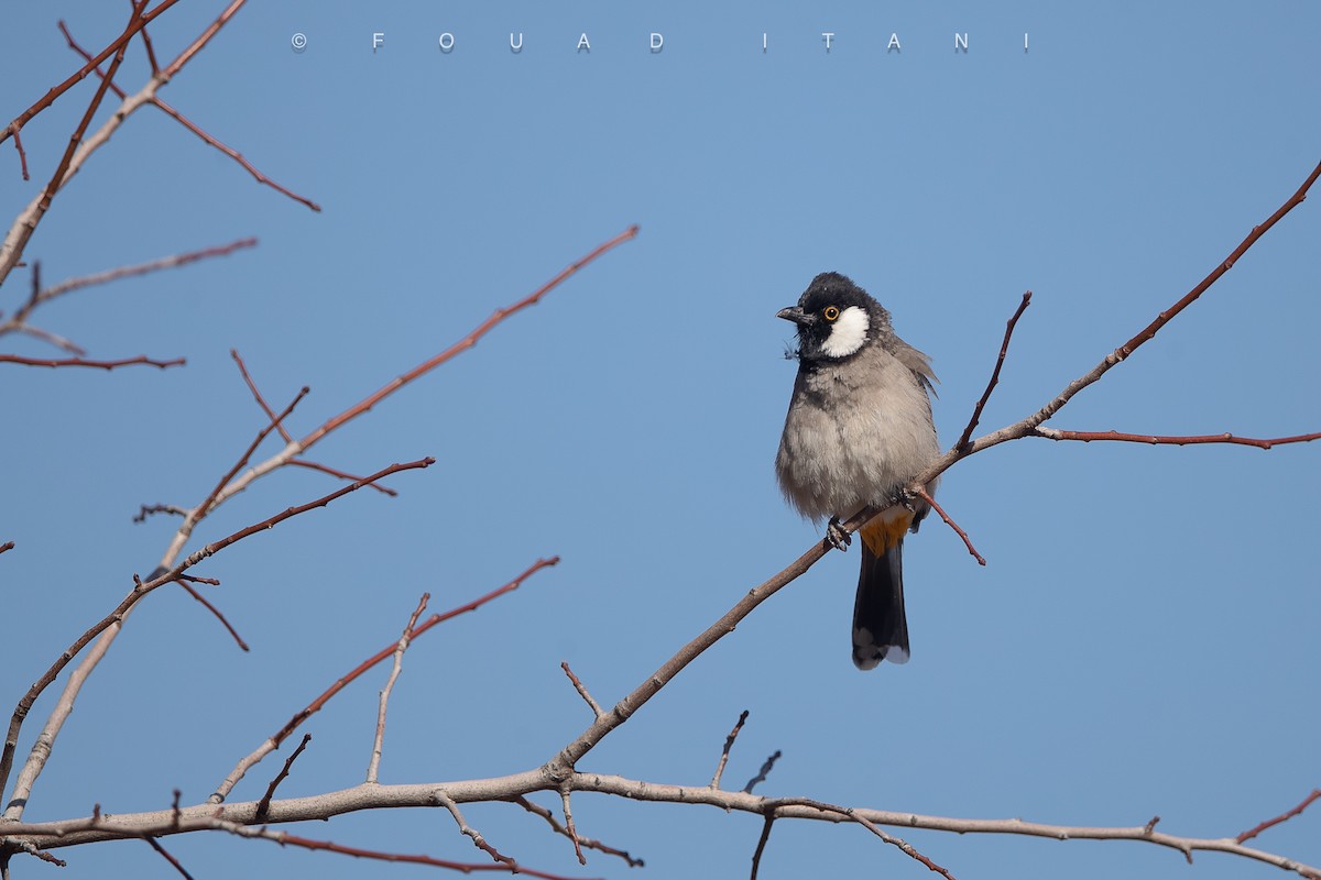 シロミミヒヨドリ - ML644161108