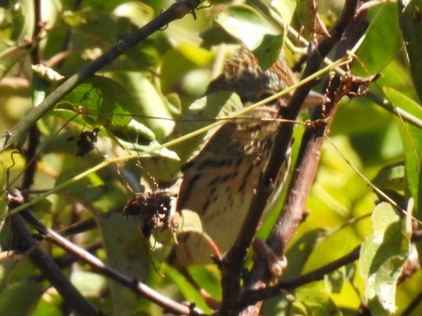 Chingolo de Lincoln - ML644161109