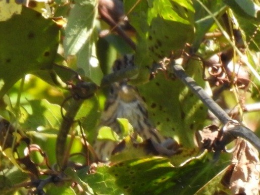 Chingolo de Lincoln - ML644161110