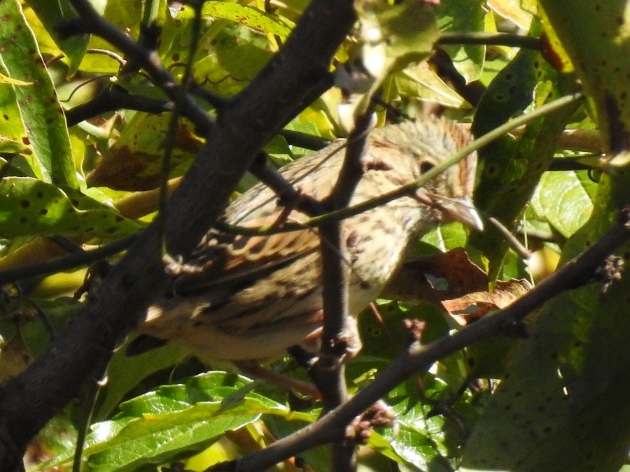 Chingolo de Lincoln - ML644161111