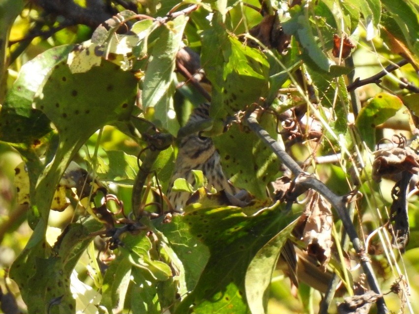 Chingolo de Lincoln - ML644161112