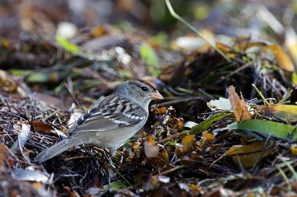 White-crowned Sparrow - ML644161119