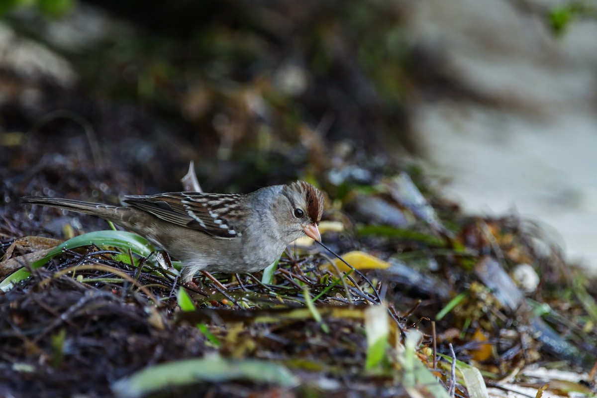 White-crowned Sparrow - ML644161120