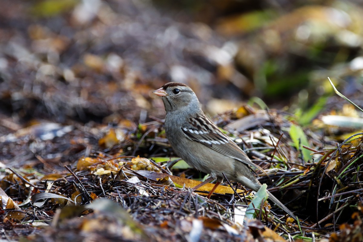 White-crowned Sparrow - ML644161121
