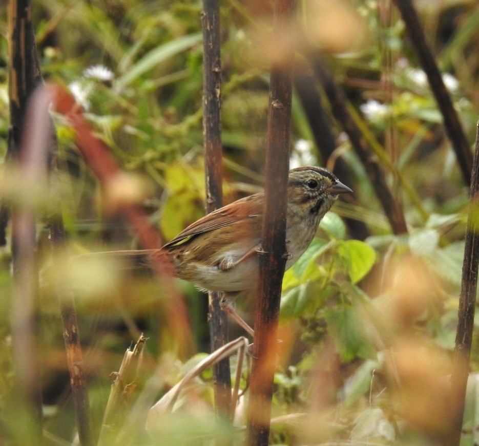 Chingolo Pantanero - ML644161122