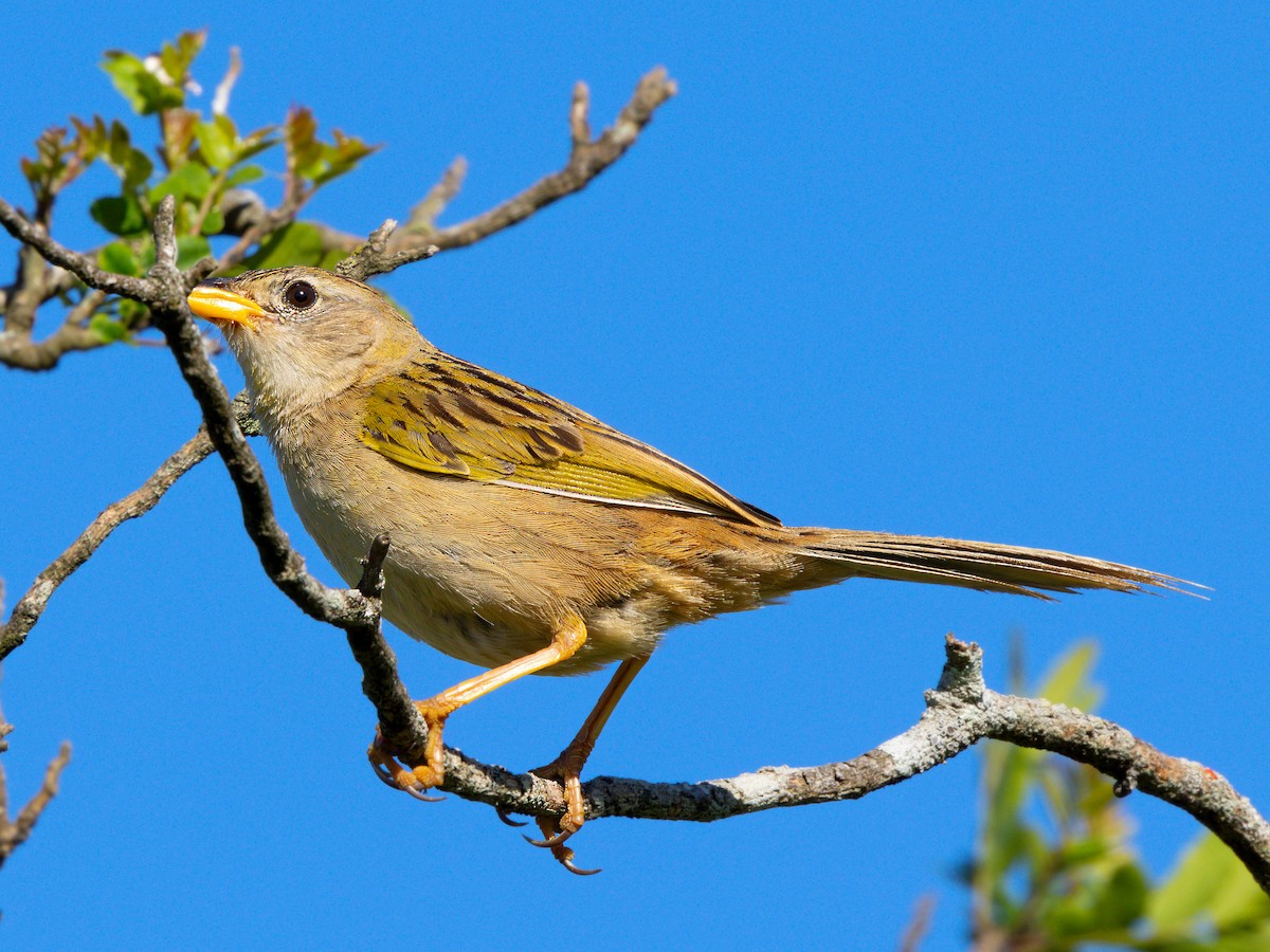 Wedge-tailed Grass-Finch - ML644161125