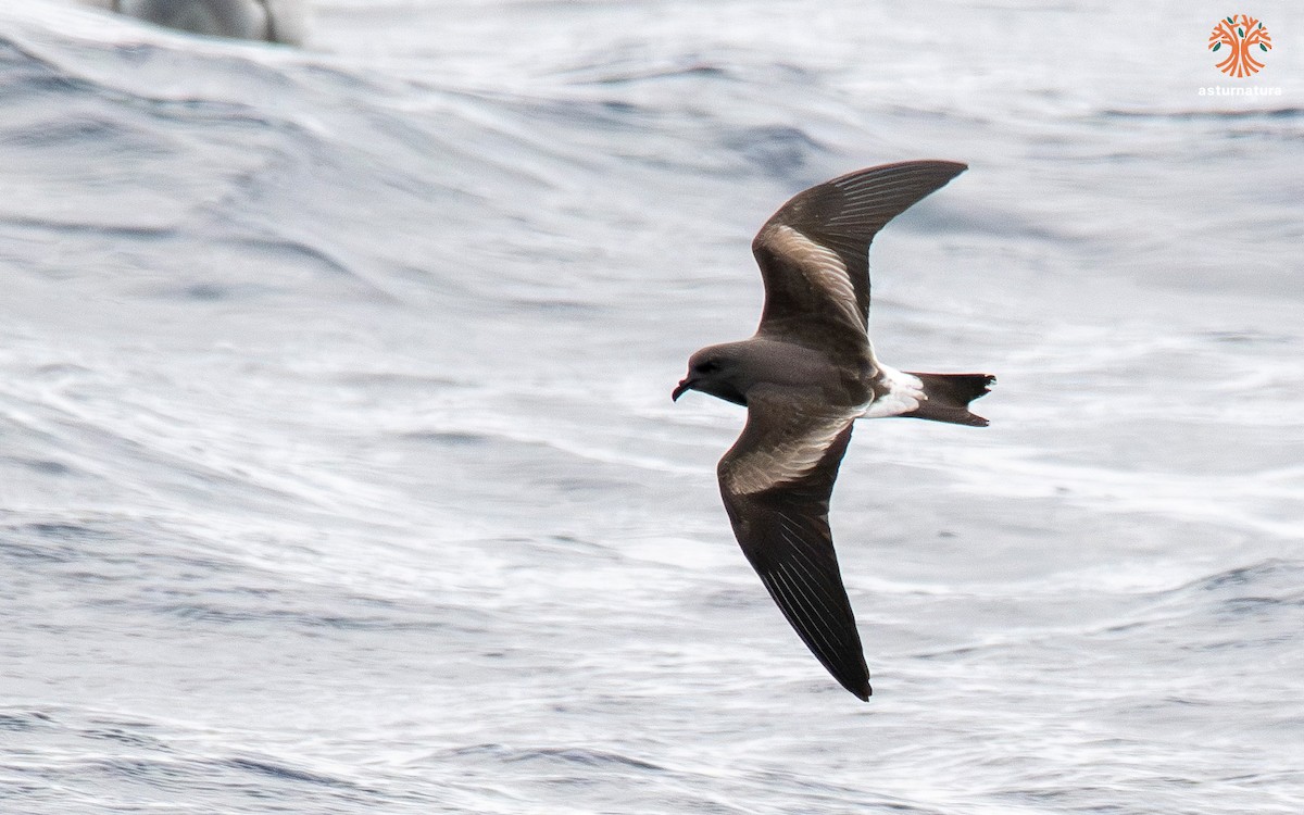 Leach's Storm-Petrel - ML644161126