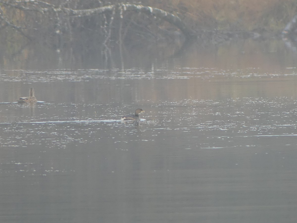Pied-billed Grebe - ML644161127