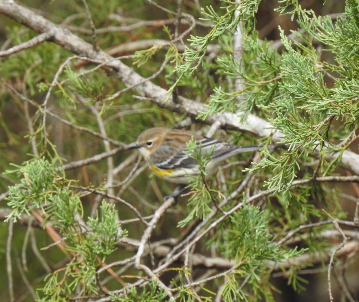Reinita Coronada - ML644161142