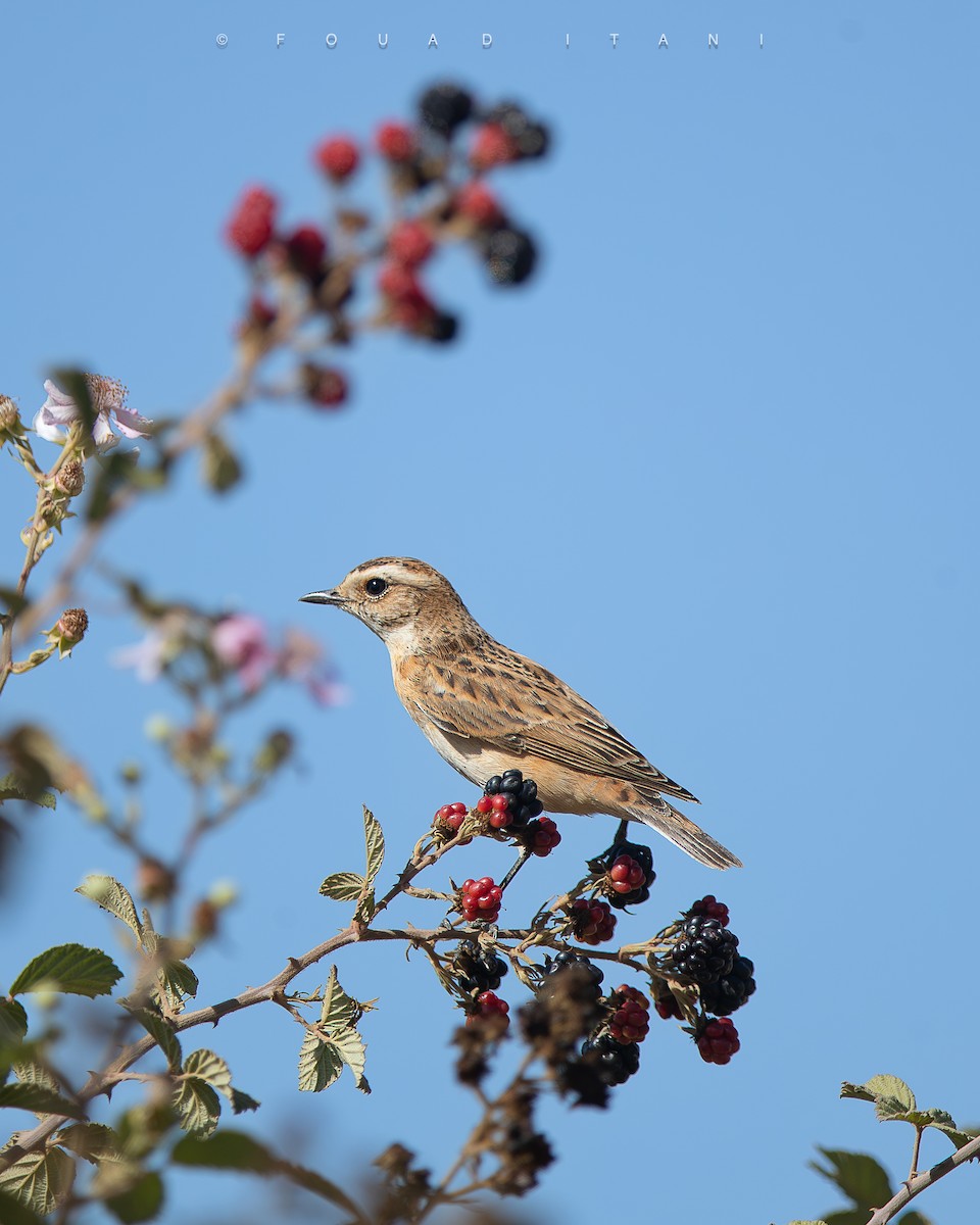 Whinchat - ML644161155